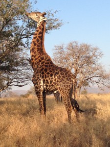 SA giraffe Werner Bayete Zulu August 2014