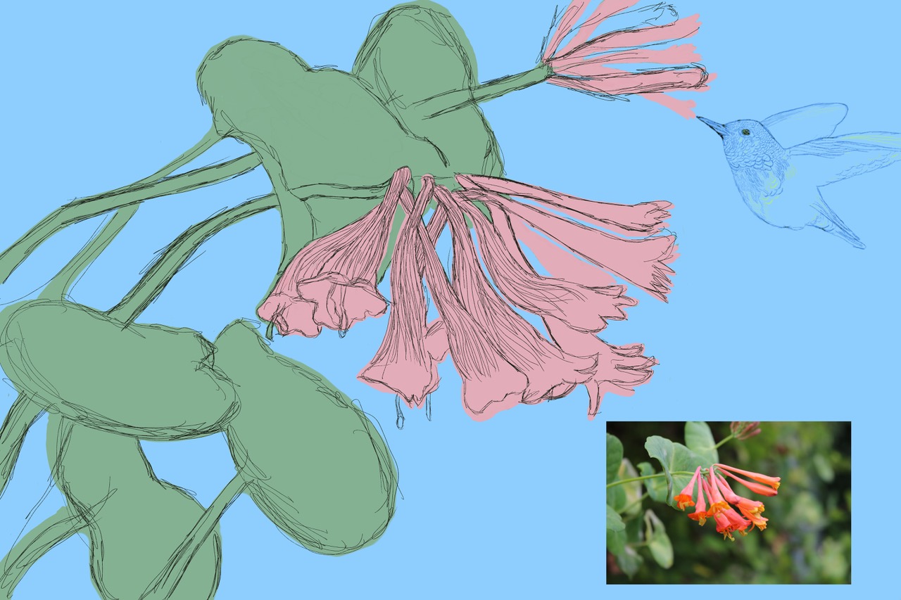 L.sempervirens.Flower